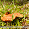 Mushroom on the Nigel Creek Trail