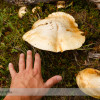 Mushroom on the Nigel Creek Trail