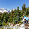 Wilcox Pass Hike