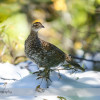 White-tailed Ptarmigan at Wilcox Pass