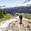 Wilcox Pass Hike