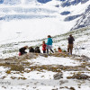 Wilcox Pass Hike