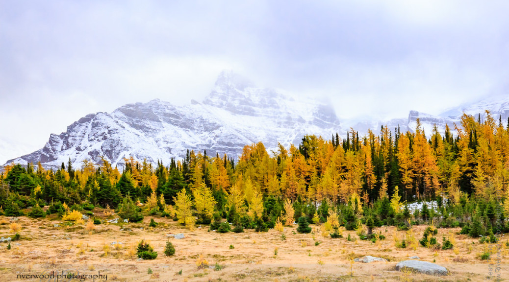 Larch Valley in Banff National Park