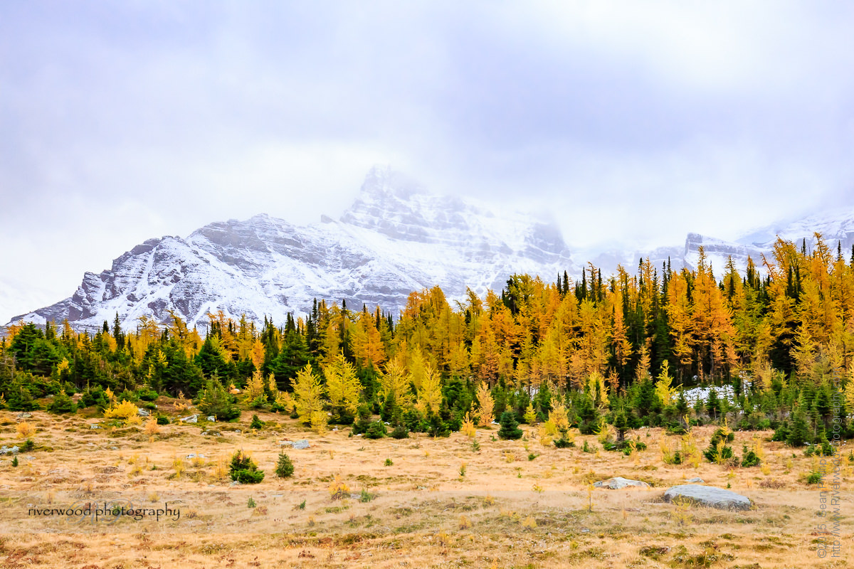 Larch Valley in Banff National Park