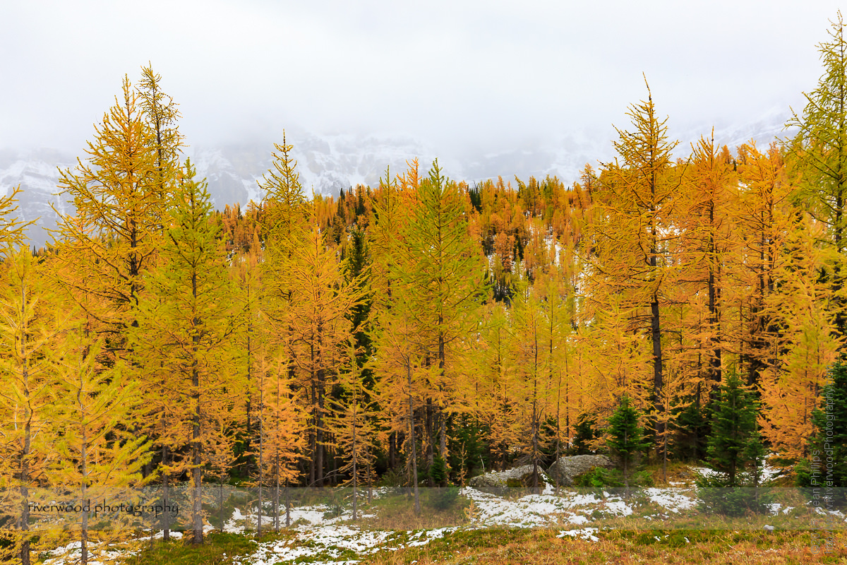 Larch Valley in Banff National Park