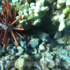 Snorkelling Maui with Seafire Charters