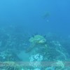 Snorkelling Turtle Town with Seafire Charters