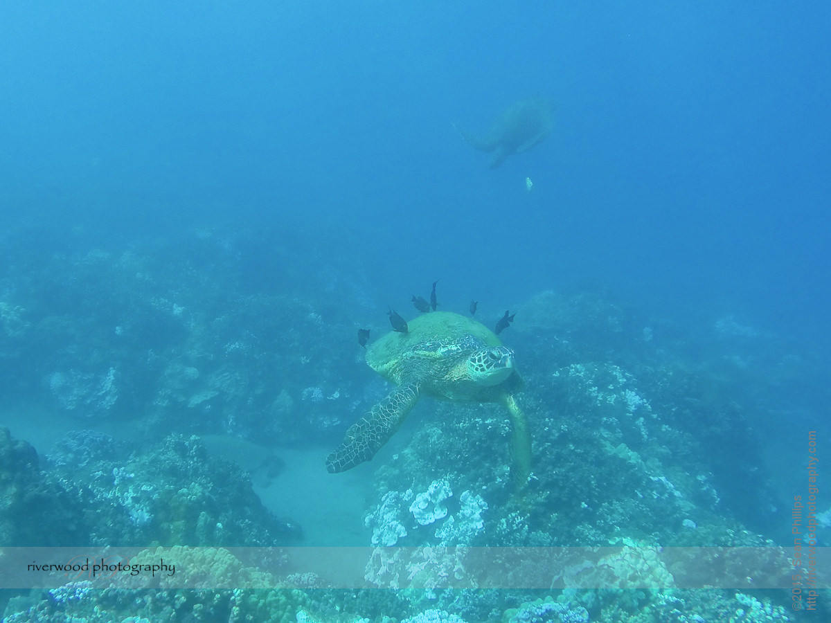 Snorkelling Turtle Town with Seafire Charters