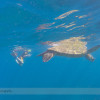 Snorkelling Turtle Town with Seafire Charters