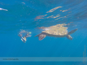 Snorkelling Turtle Town with Seafire Charters