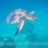 Maui 2015