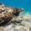 Hawaiian Green Turtle Under a Rock