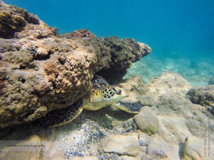 Hawaiian Green Turtle Under a Rock