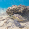 Hawaiian Green Turtle Under a Rock
