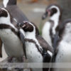 Penguins at the Calgary Zoo