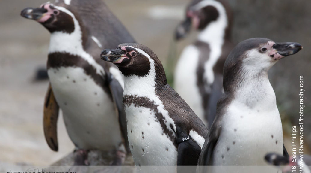 Penguins at the Calgary Zoo