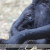 Western Lowland Gorilla at the Calgary Zoo