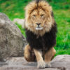 African Lion at the Calgary Zoo