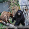 Black Bear at the Calgary Zoo