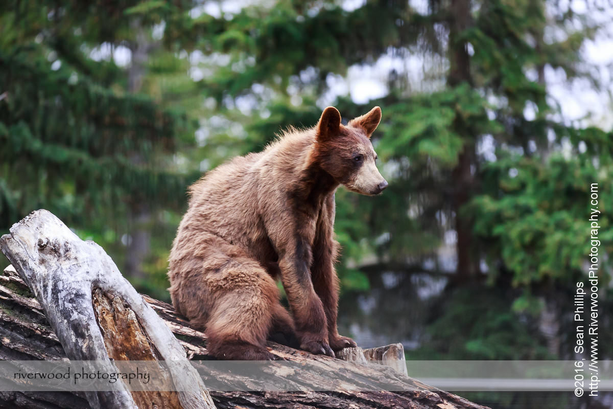 The Calgary Zoo on a Cloudy Day - LouiseandSean.com