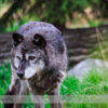 Grey Wolf at the Calgary Zoo