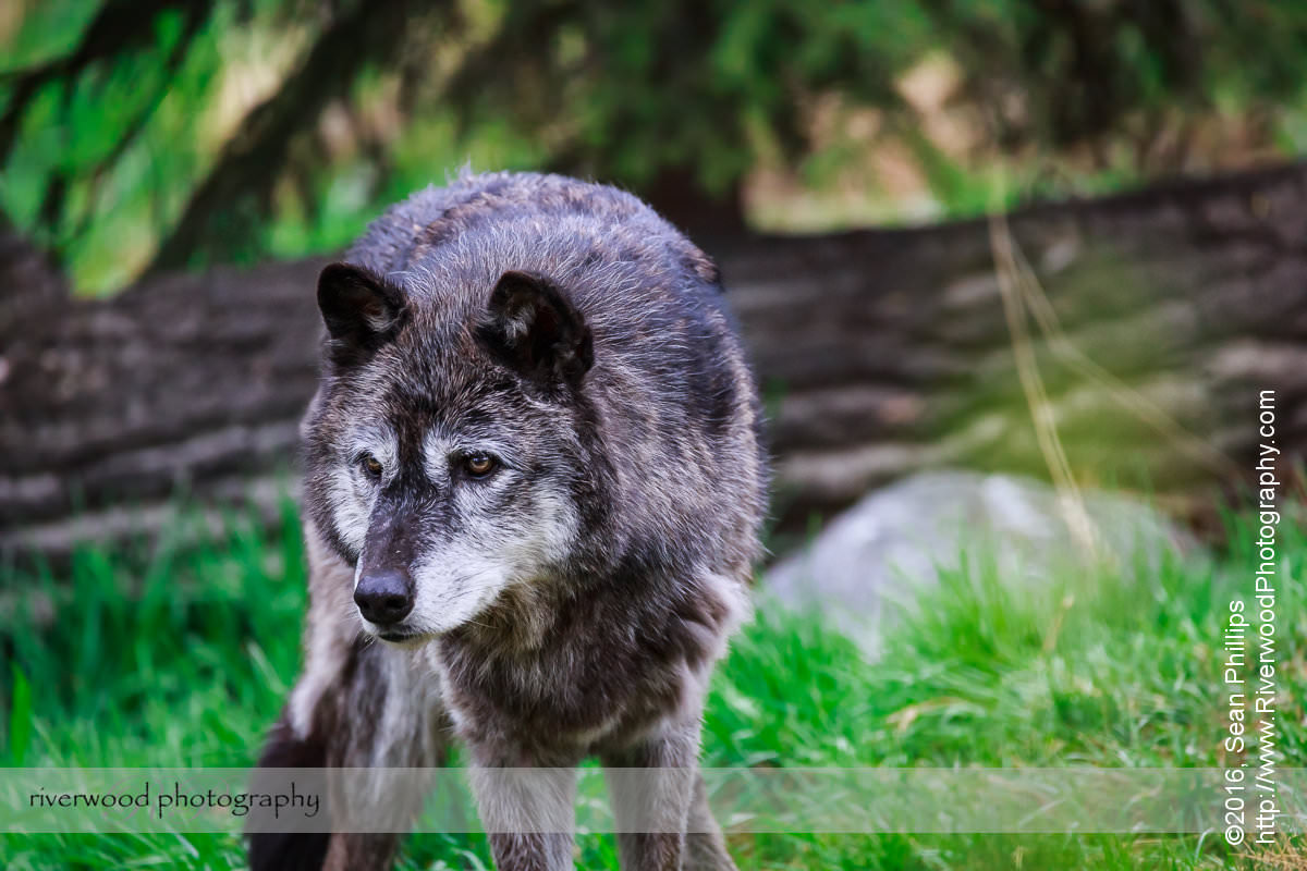 Grey Wolf at the Calgary Zoo