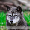 Grey Wolf at the Calgary Zoo