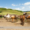 Horseback Riding at Anchor D Ranch