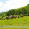 Horseback Riding at Anchor D Ranch