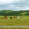 Horseback Riding at Anchor D Ranch