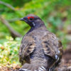 Spruce Grouse on the Rummel Lake Trail
