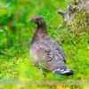 Spruce Grouse on the Rummel Lake Trail