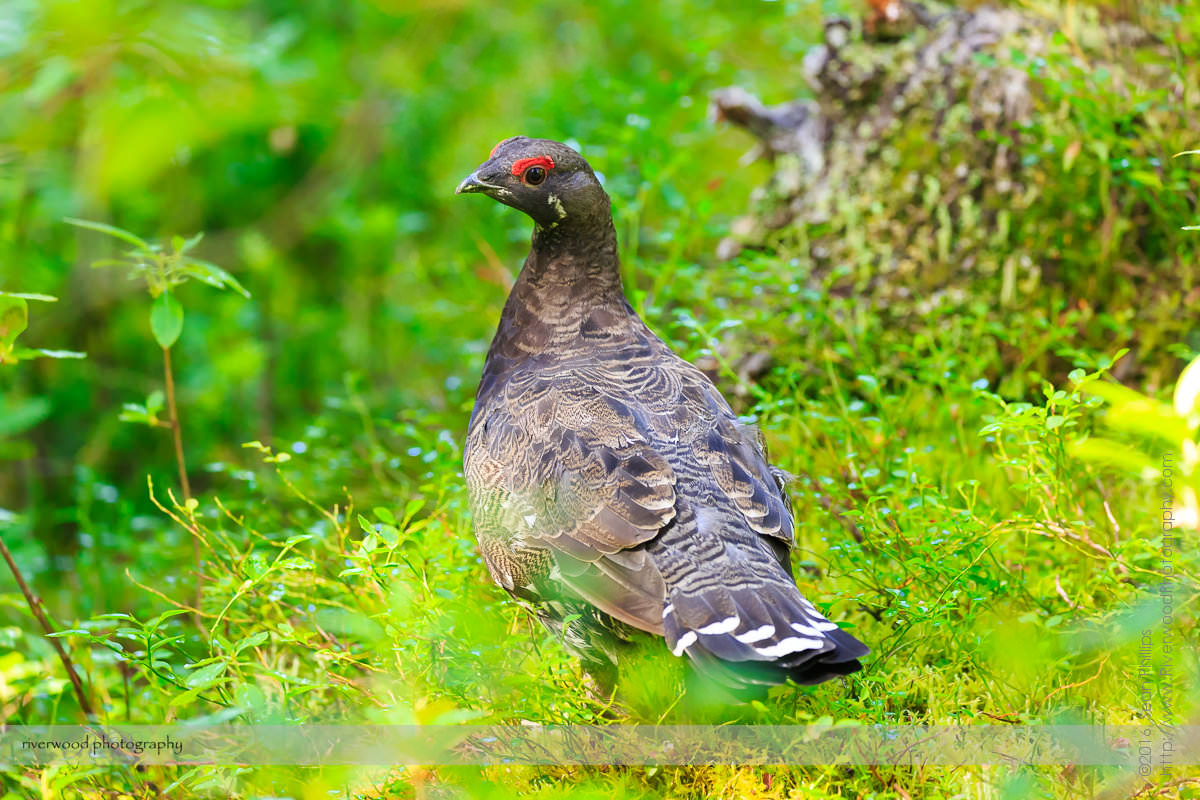 Spruce Grouse on the Rummel Lake Trail