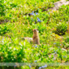 Hiking to Rummel Lake in Kananaskis