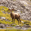 Hiking to Rummel Lake in Kananaskis
